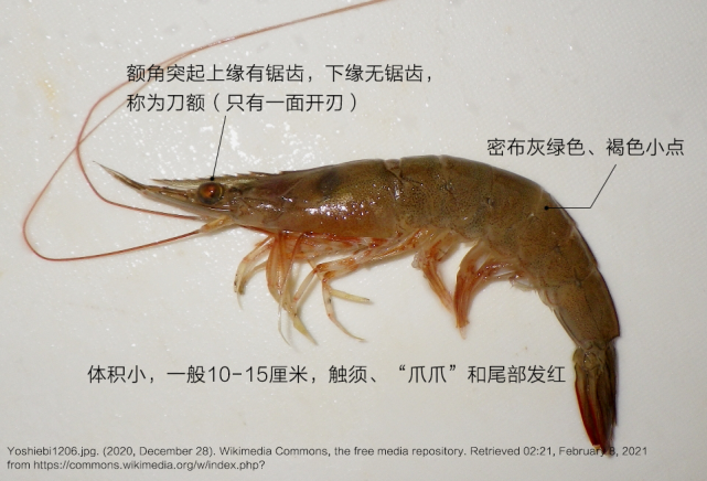 虾线要不要去海虾真的比淡水虾好吃虾的4大问题今天一次讲清楚