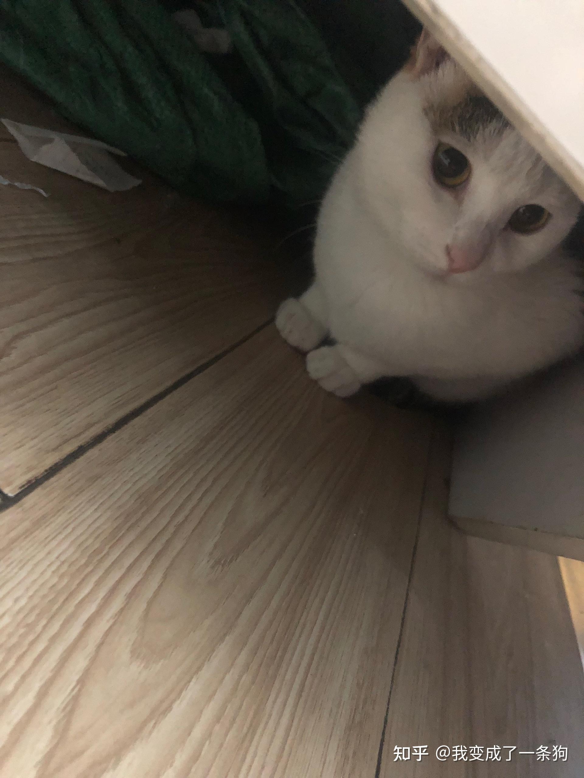 什么宠物猫不会乱叫 v2-82e5e772179d4db48e42ca9e82ffa1ce_r.jpg
