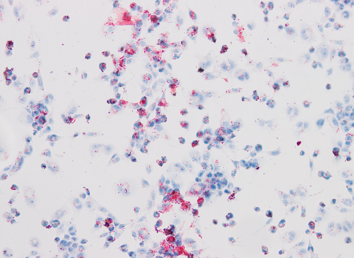 细胞或者组织染色实验介绍 知乎