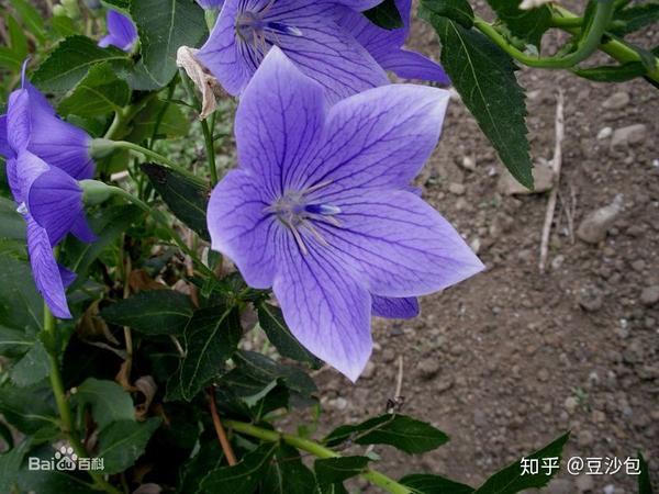 常见开蓝紫色花植物 知乎