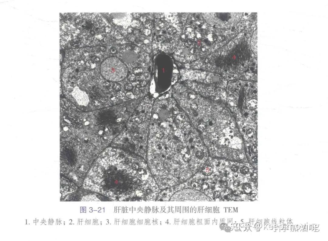 小鼠肝脏组织学 - 知乎