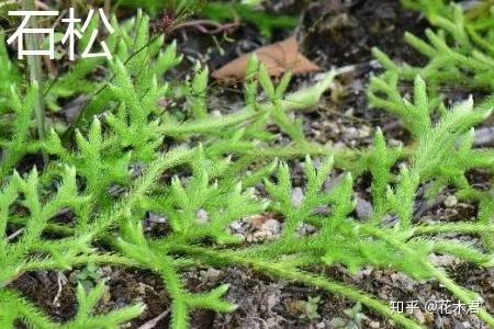 蕨类植物|石松的鉴赏与养护 - 知乎