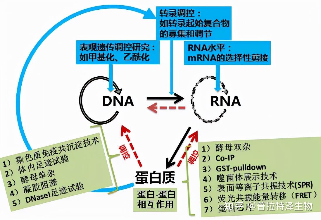 最终行驶生命活动的单位是蛋白质,但在蛋白质前还有基因组的转录(主要