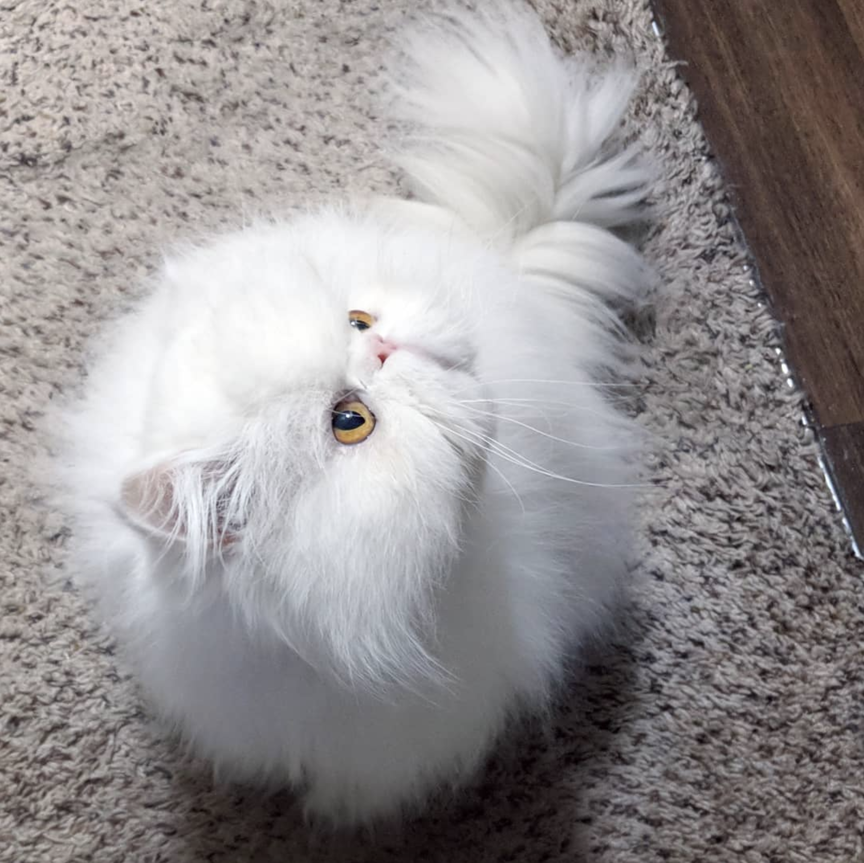 好吧,话不多说,咱们开吸吧～它大概是吸猫大会安利的波斯猫里最美的