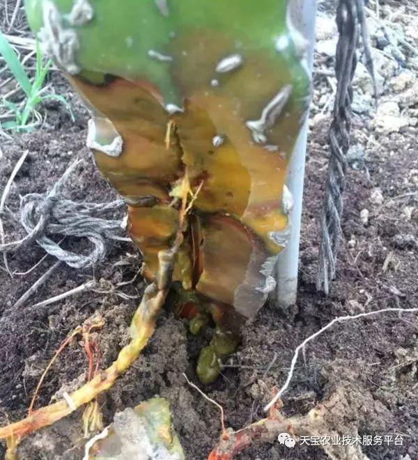 火龙果枝条黄没花蕾啥原因