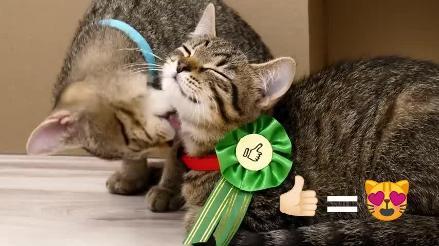 猫会迷路吗 咕咕的回答 知乎 猫会迷路吗 咕咕的回答 知乎