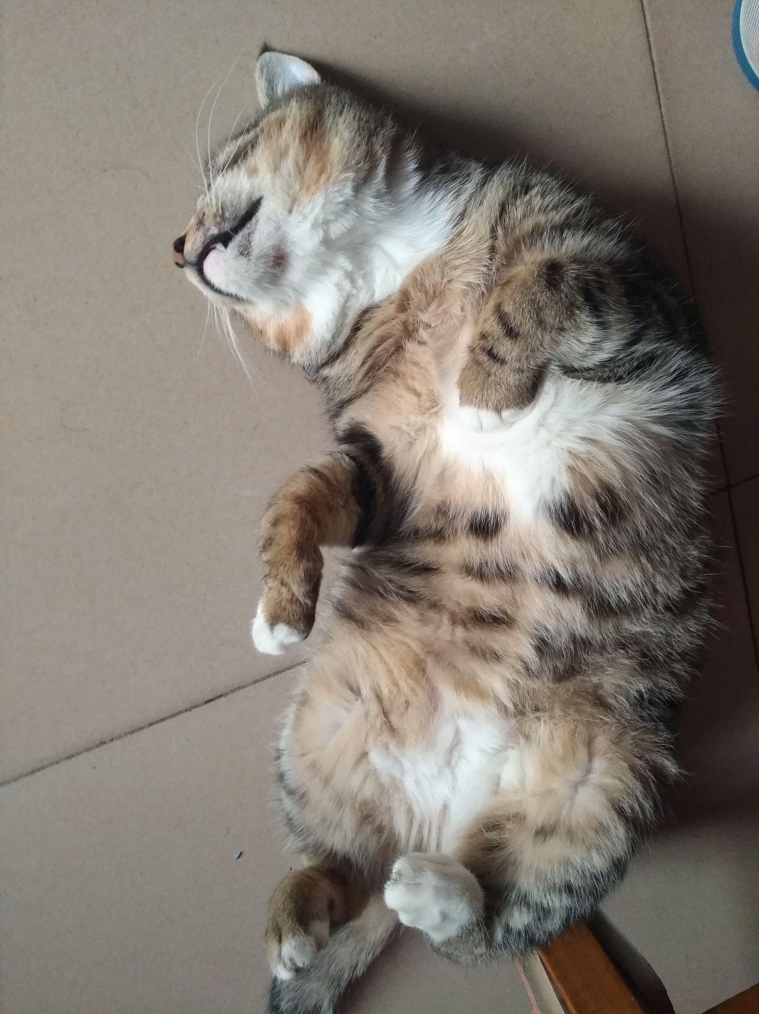 在大学宿舍养猫是一种什么样的体验?