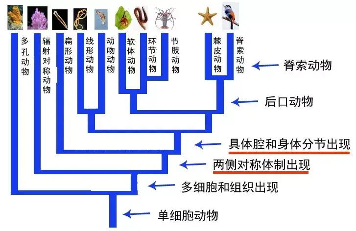 动物演化中的重要事件 两侧对称和身体分节