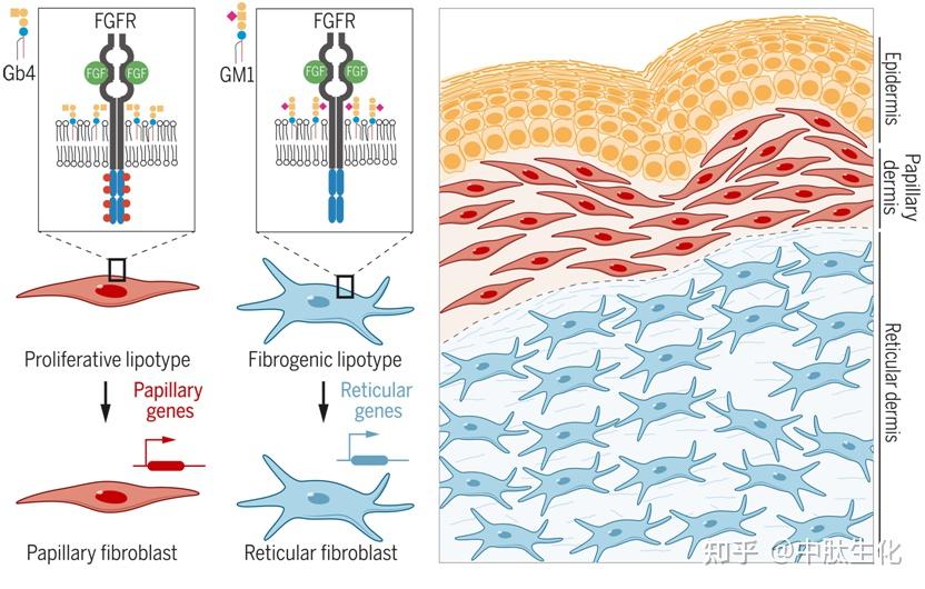 science揭示鞘磷脂控制真皮成纖維細胞的異質性