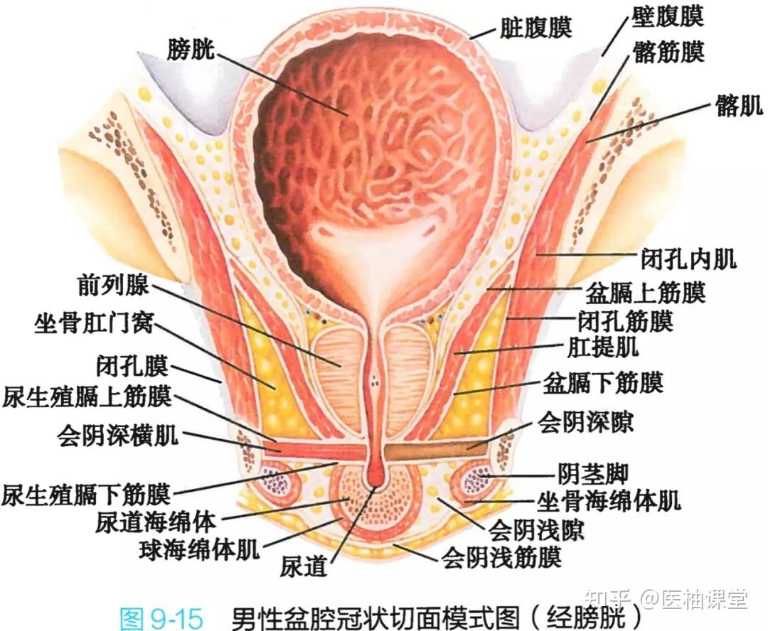 解剖学高清图谱女性生殖系统