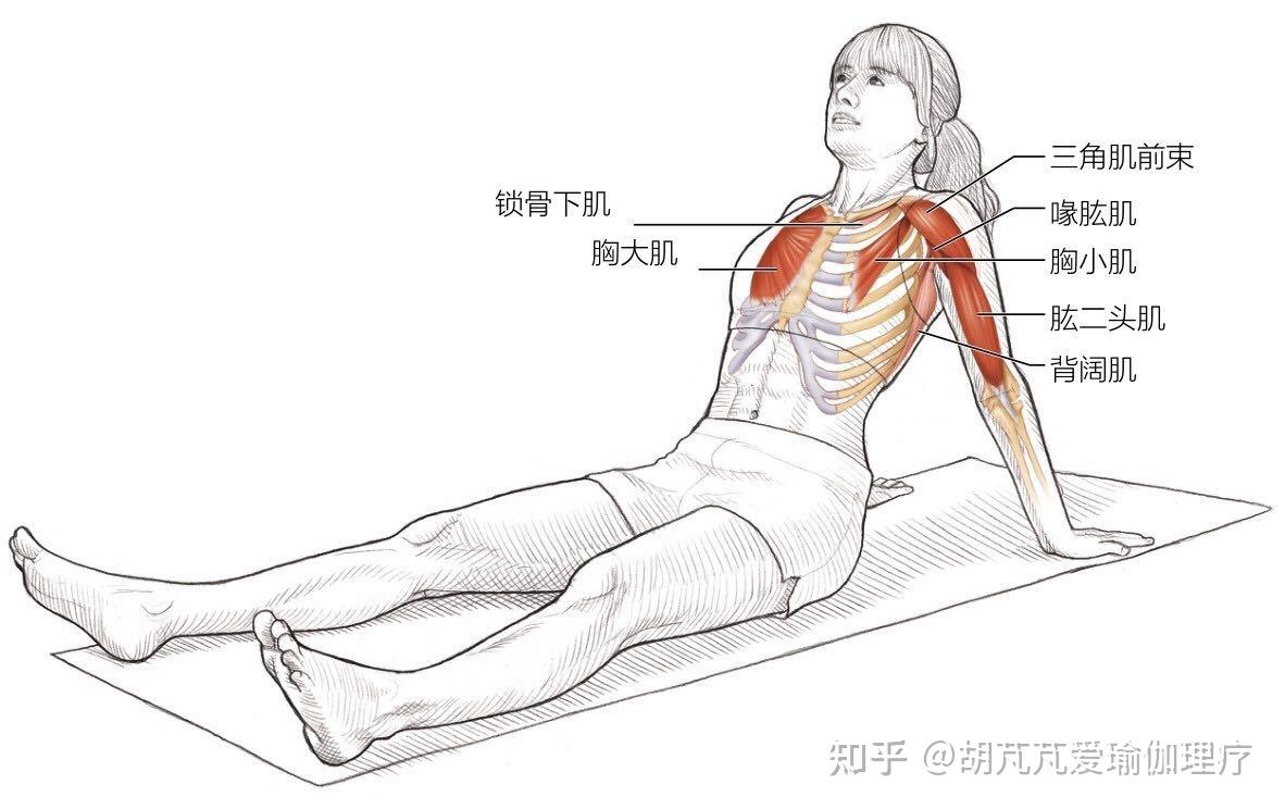 胸小肌拉伸方法图解图片