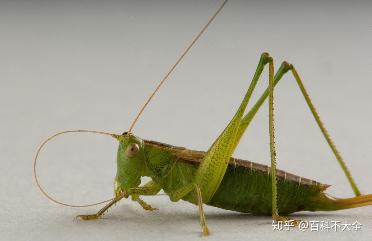 母蝈蝈尾巴末端的产卵器比较突出,而蝗虫的产卵器不突出;螽斯科属长角