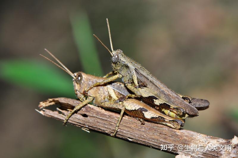 【动物界全系列】剑角蝗科—拟凹背蝗亚科 - 知乎