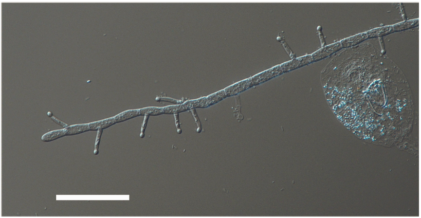 【地球演义】菌丝