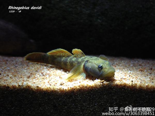 中国原生鱼 吻虾虎鱼图鉴 子陵吻虾虎 立欧网