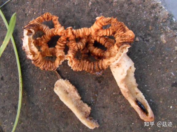 菇迹——黄柄笼头菌