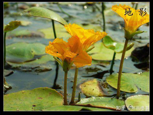 千年佳蔬莼与荇 - 知乎