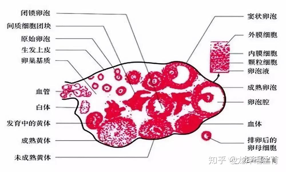 两分钟带你看懂性激素六项，建议男生也看一下！ - 知乎
