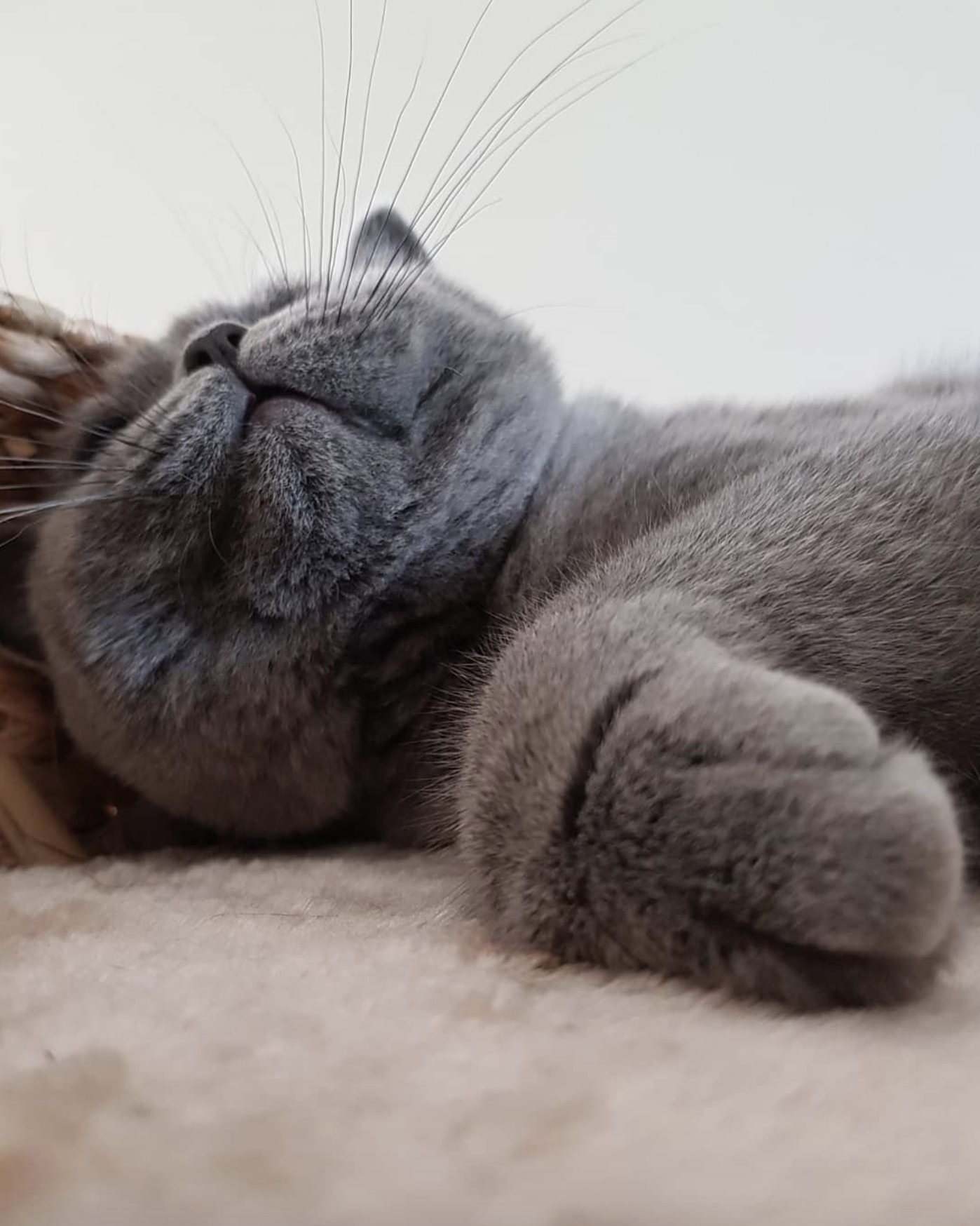 吸猫大会英国短毛猫ollie