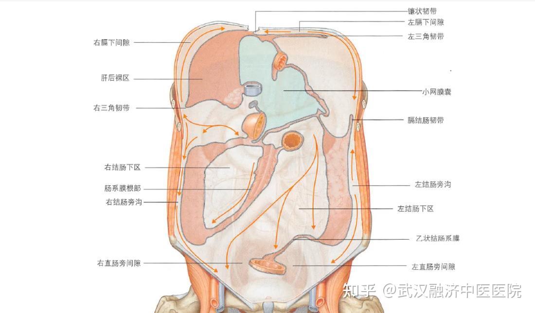 左下腹器官男性图片