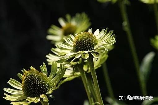 不为掌声的诠释,不为刻意的征服,只有辛勤的汗水化作追求的脚步,心中