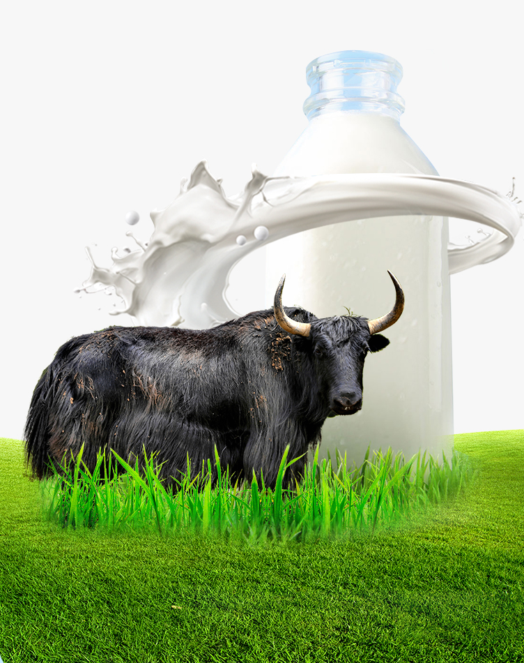 解密牦牛奶的超强免疫力