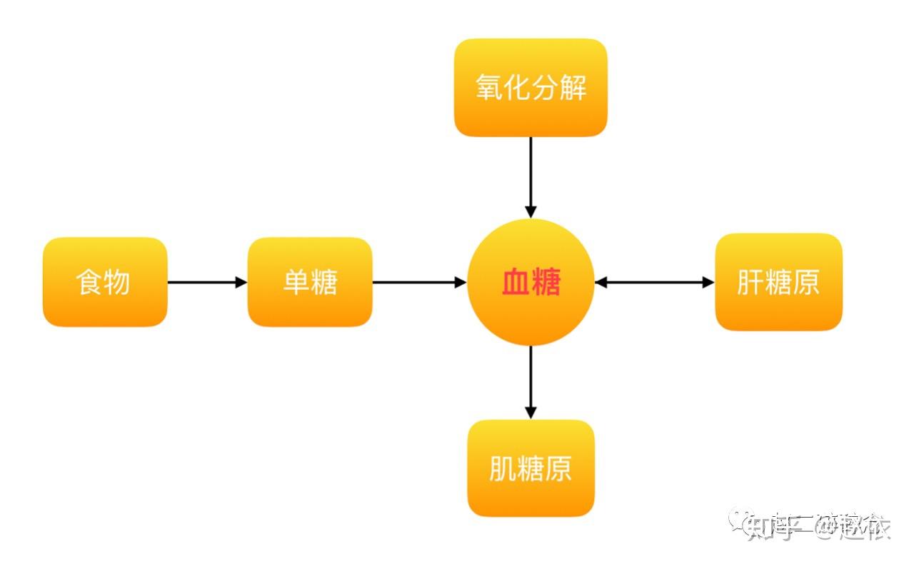 认识糖它是身体能量的主要来源