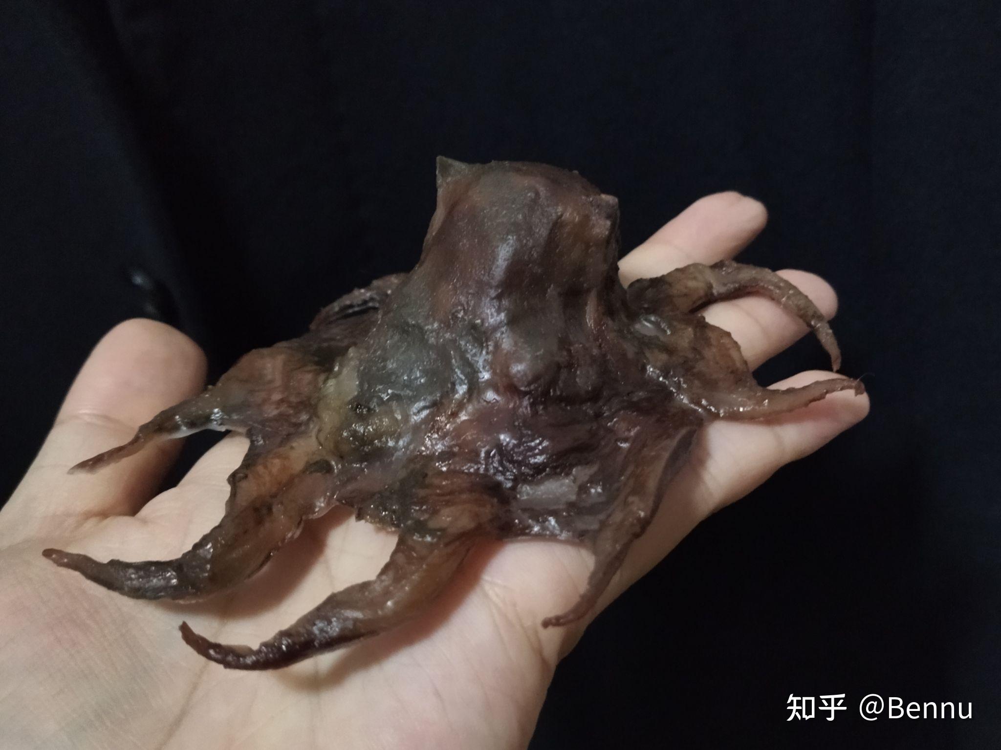 动物标本面蛸opisthoteuthissp