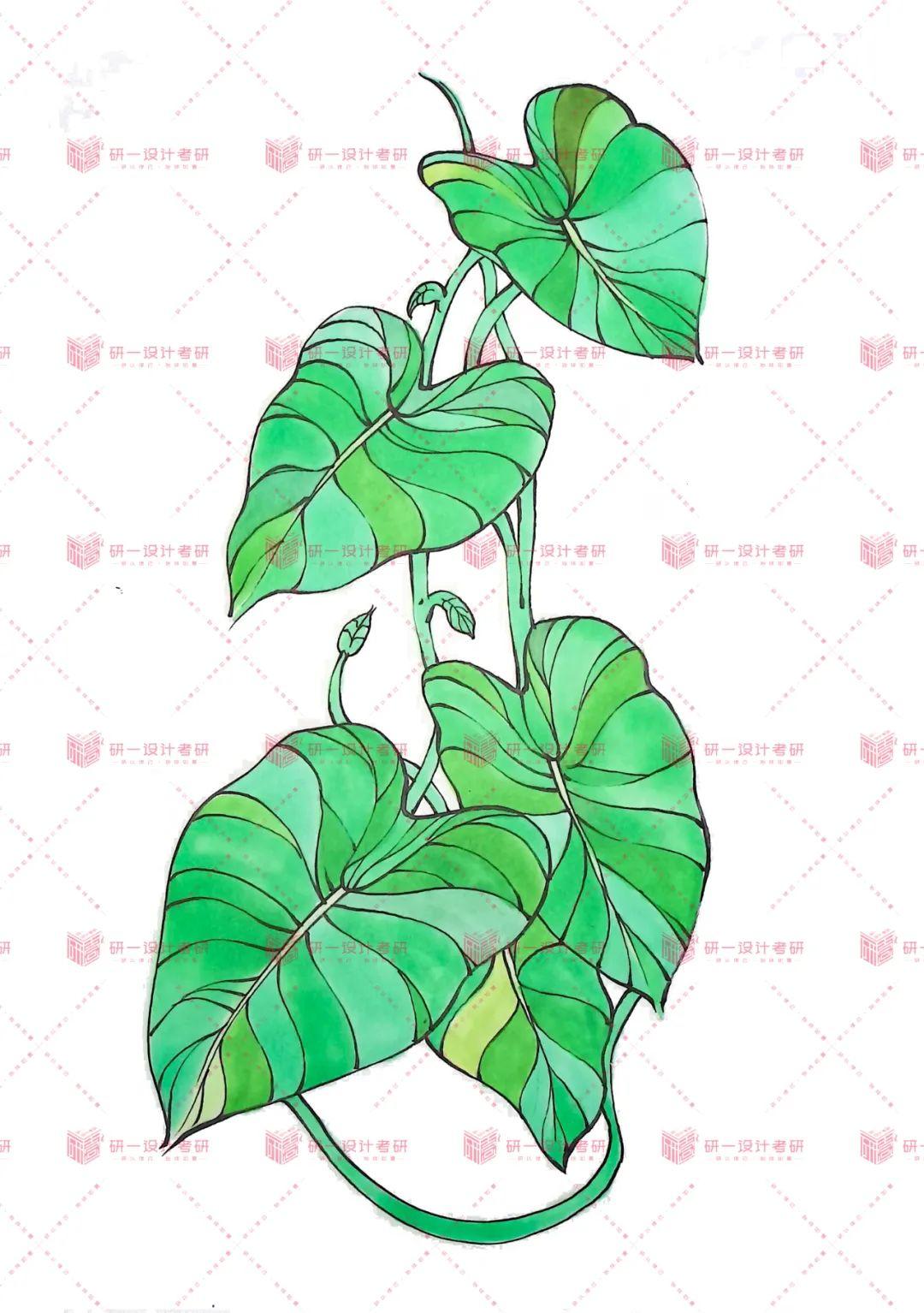 【101个手绘教程-04龟背竹】23视觉传达设计考研「素材库搭建计划」 - 知乎