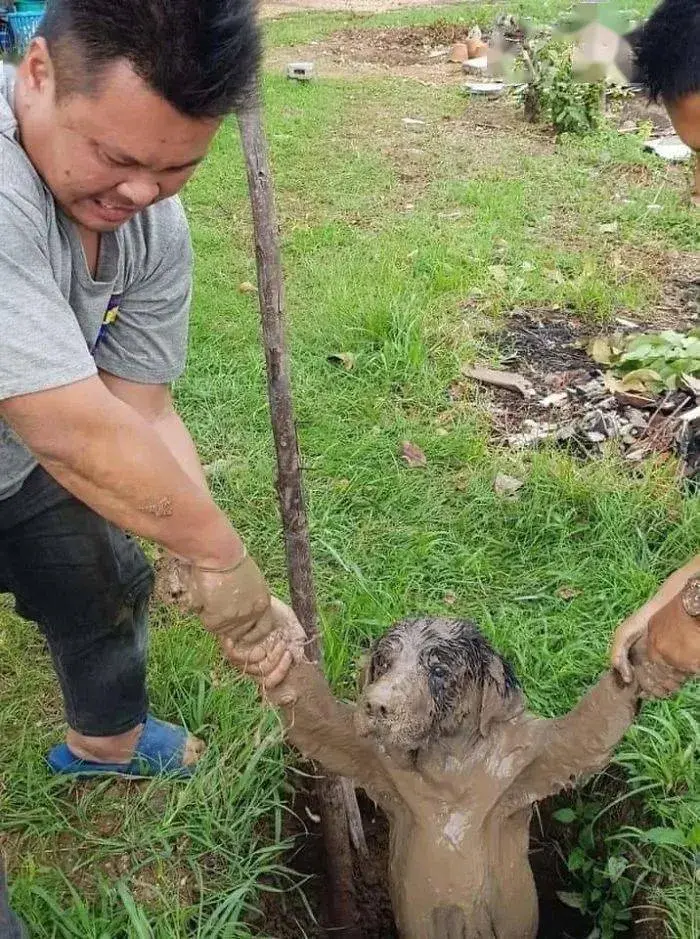 狗狗被动物追杀慌乱求生中掉进泥坑营救时模样把人笑喷