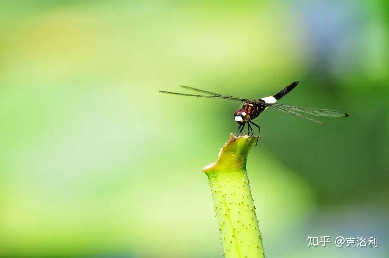 完成蟻蛉到龍蛻變的靈感來源於蜻蜓的英文dragonfly