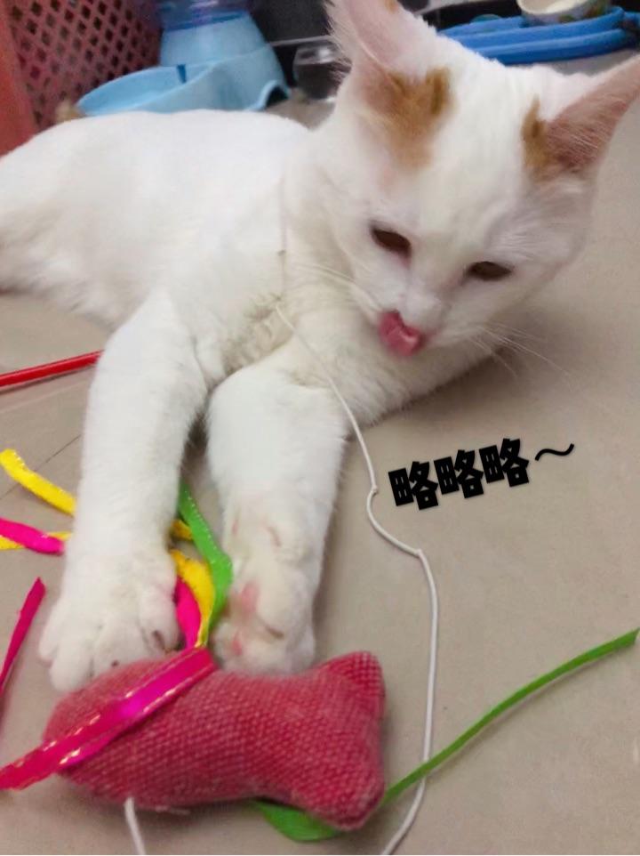 猫猫有哪些比较靠谱牌子的猫粮,日常营养品,护