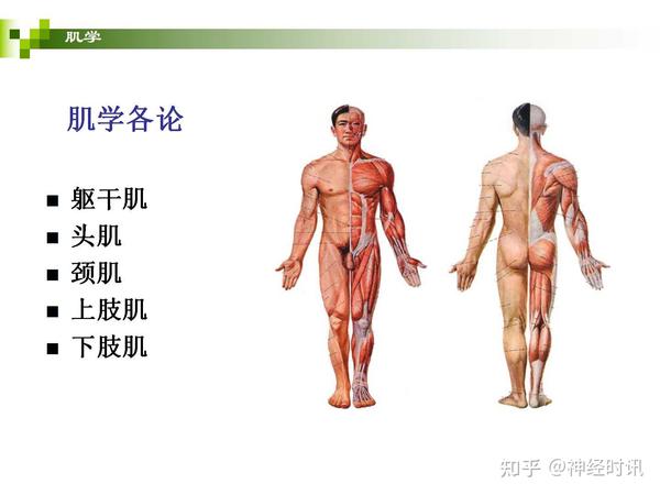 人体解剖学运动系统- 知乎