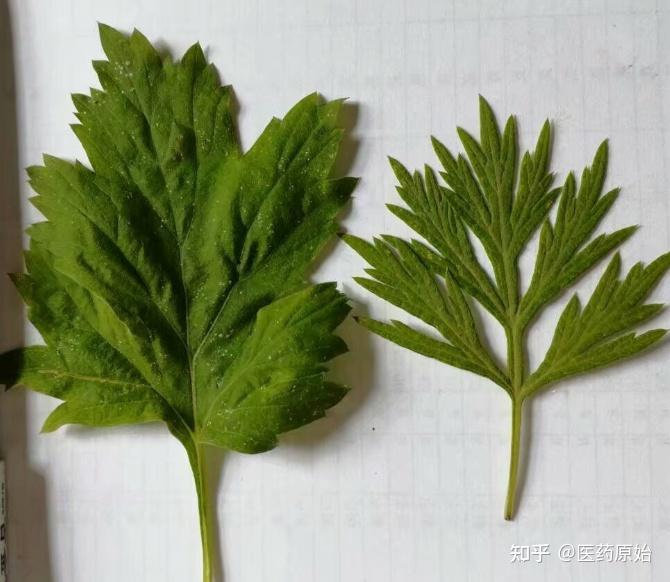 带你识别艾叶