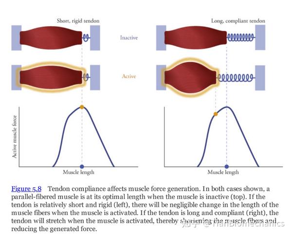 生物力学书籍-《Biomechanics of Movement》-Muscle Architecture and Dynamics - 知乎