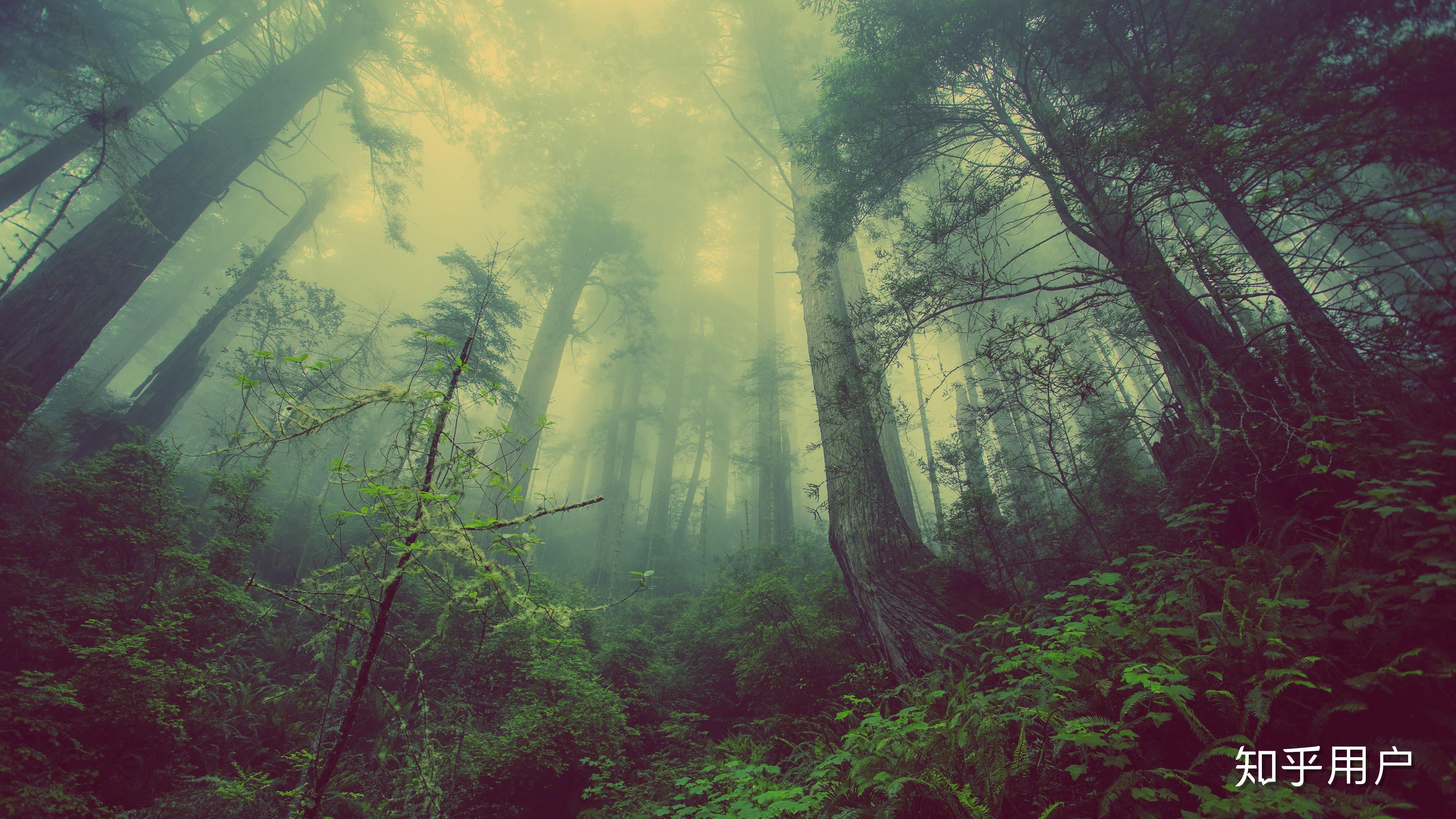 有哪些优雅的windows10壁纸