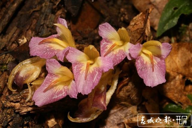 淡黄 长裙 紫色 红唇 玉溪新平发现植物新种 知乎