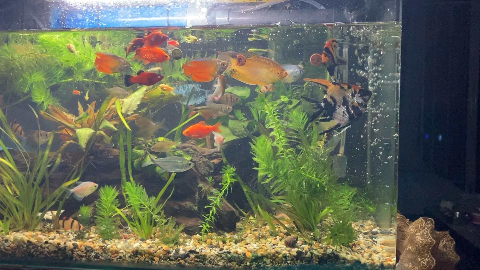 新手想养鱼 做个草缸 需要买什么设备(资金有限 想最好一次到位)?