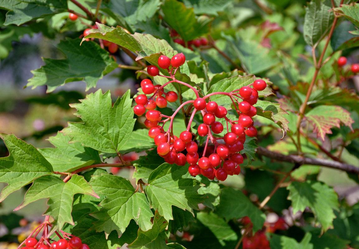 囧妈 片尾曲 红莓花儿开 红莓 指的是什么植物 知乎