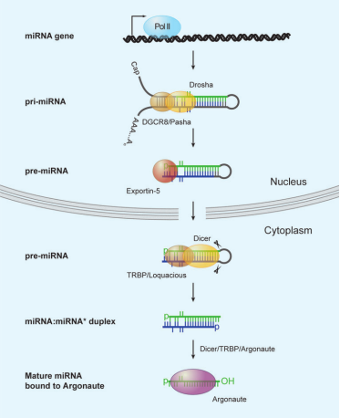 乘风破浪的microRNA - 知乎