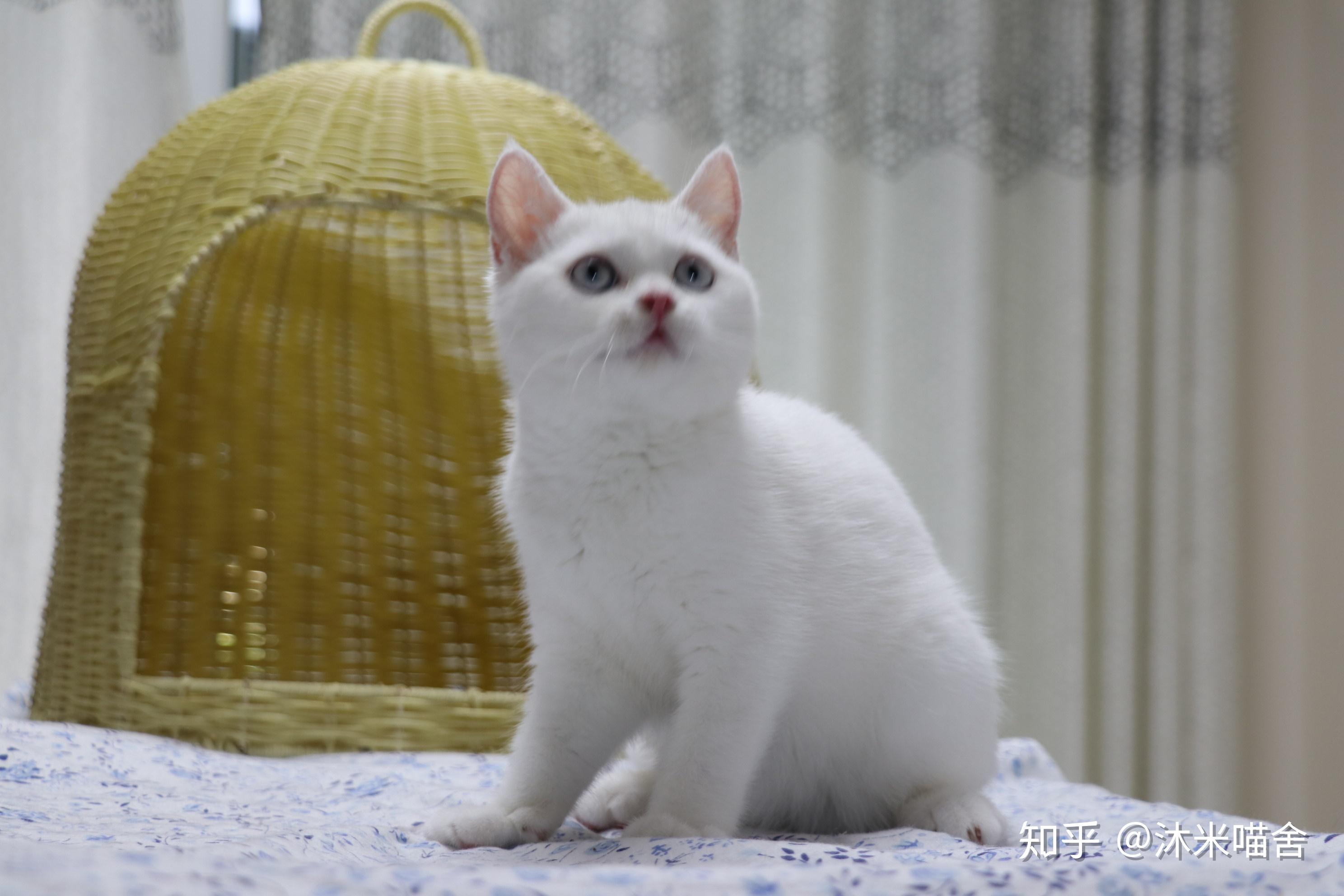 161英短纯白母五粉眼睛蓝色头无灰色毛