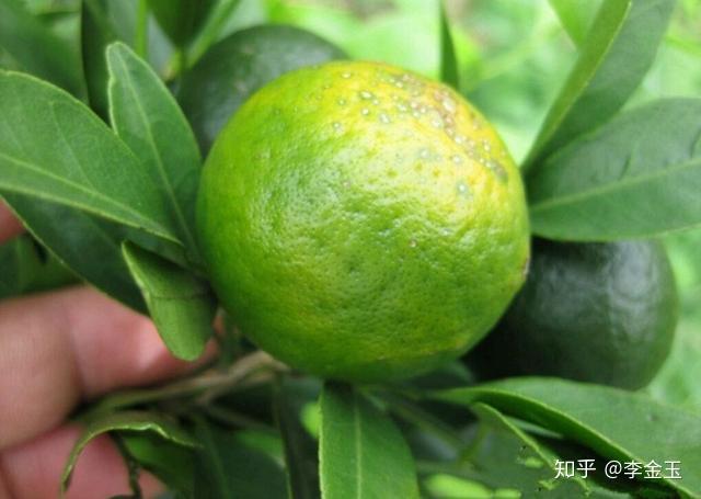 柑橘砂糖橘柑字类橘子果实表面出现黑点是怎么回事什么原因咋防治