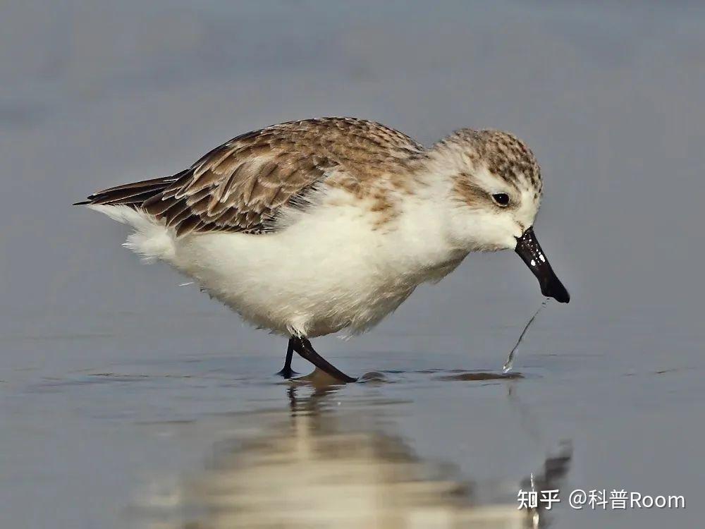 悲剧倒计时萌鸟勺嘴鹬全球告急仅存700只