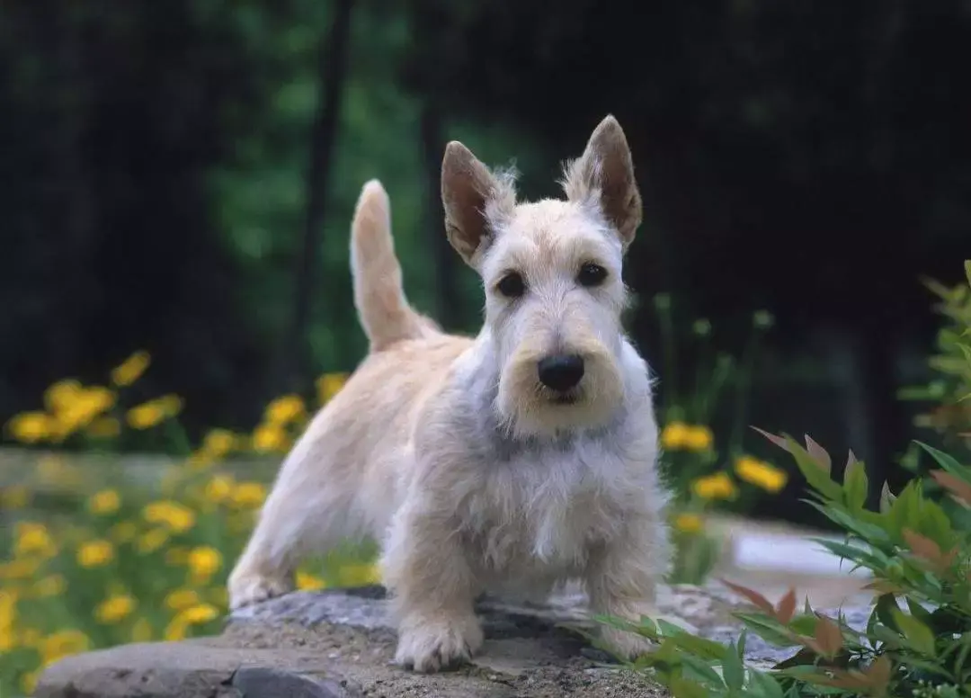 苏格兰犬图片搜索图片