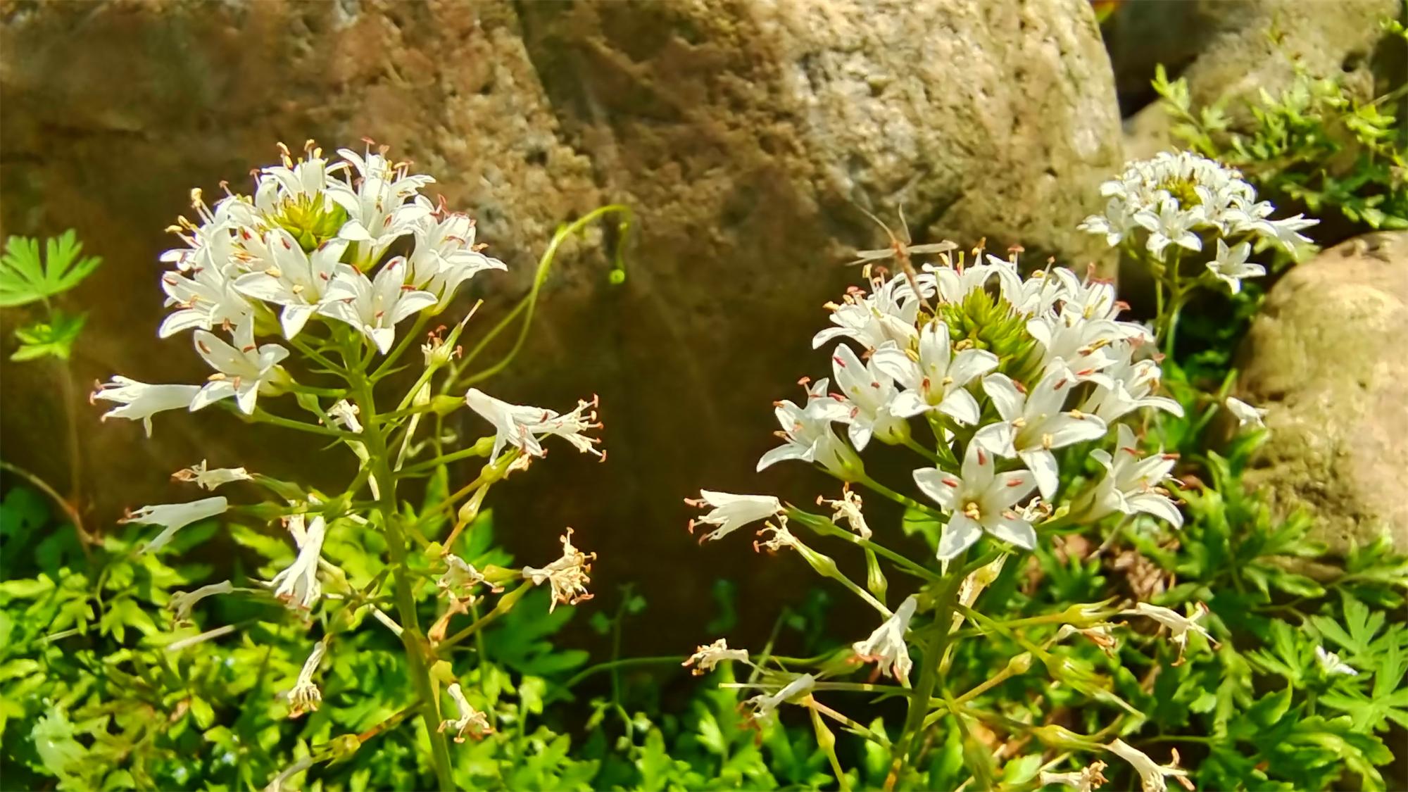 美丽吉安之赏花系列:泽珍珠菜花开也迷人