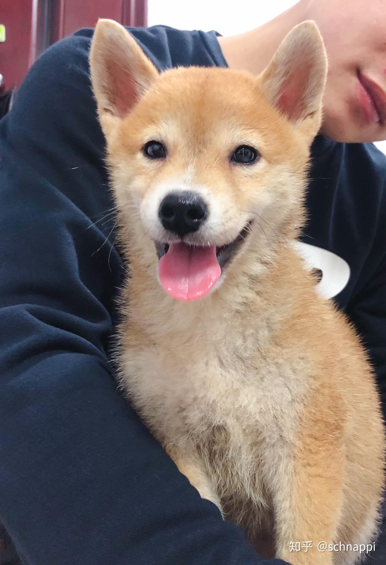 3个月大的柴犬如何驯养