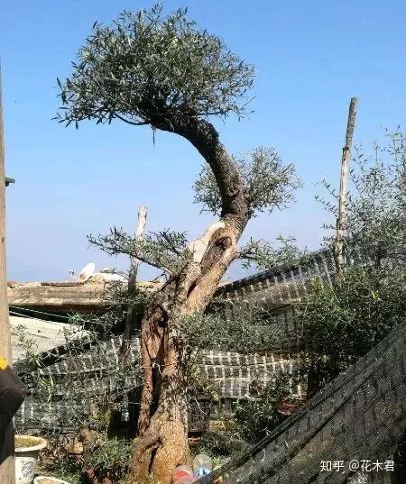 精美盆景素材推荐鬼柳木樨榄