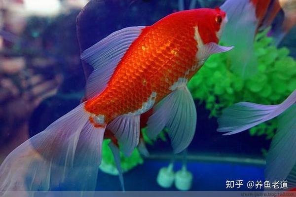 金魚錦鯉草金魚尾巴上出現紅血絲正常嗎