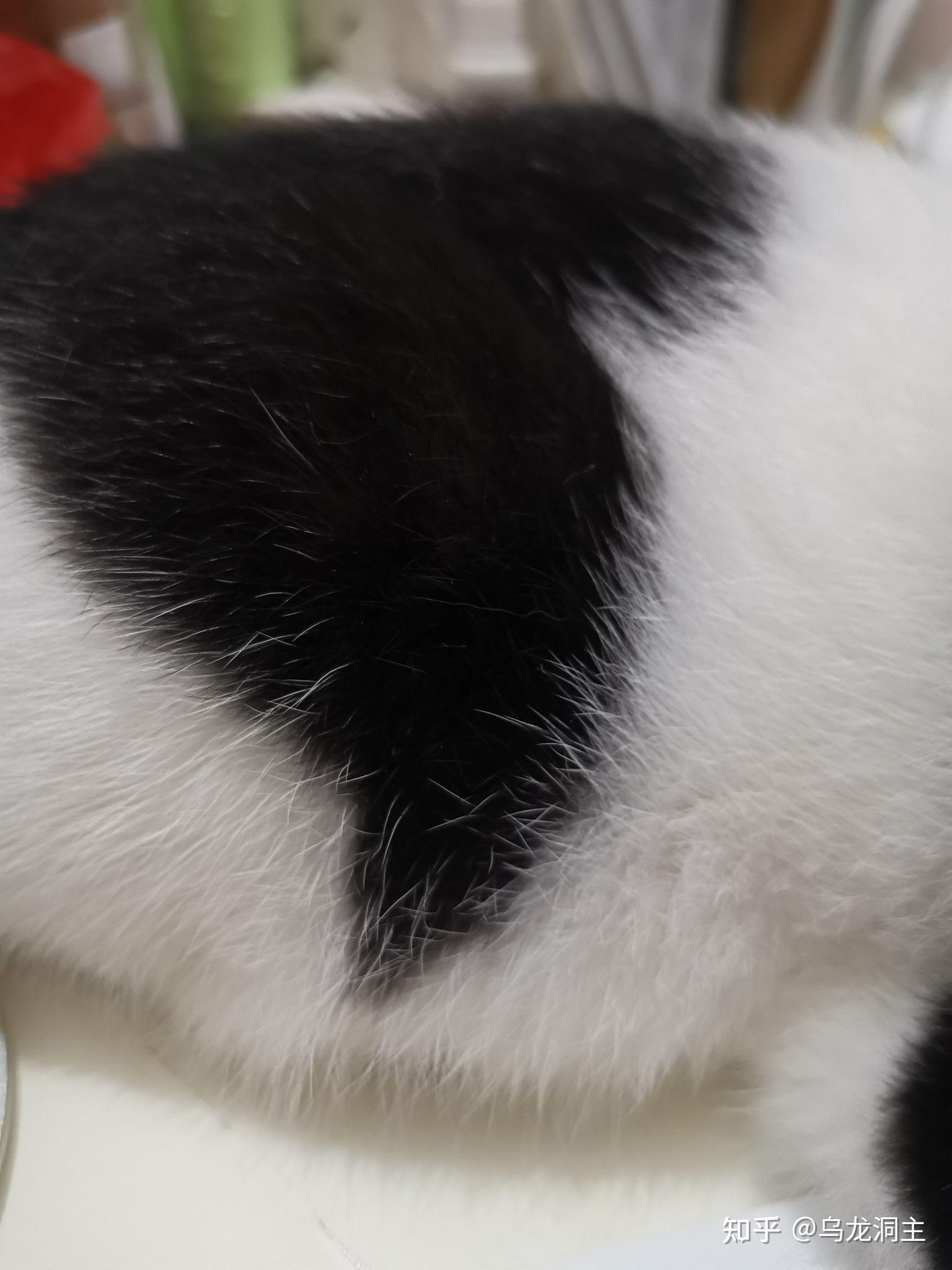 为什么奶牛猫白毛里有黑色杂毛,黑毛里没有白色杂毛?