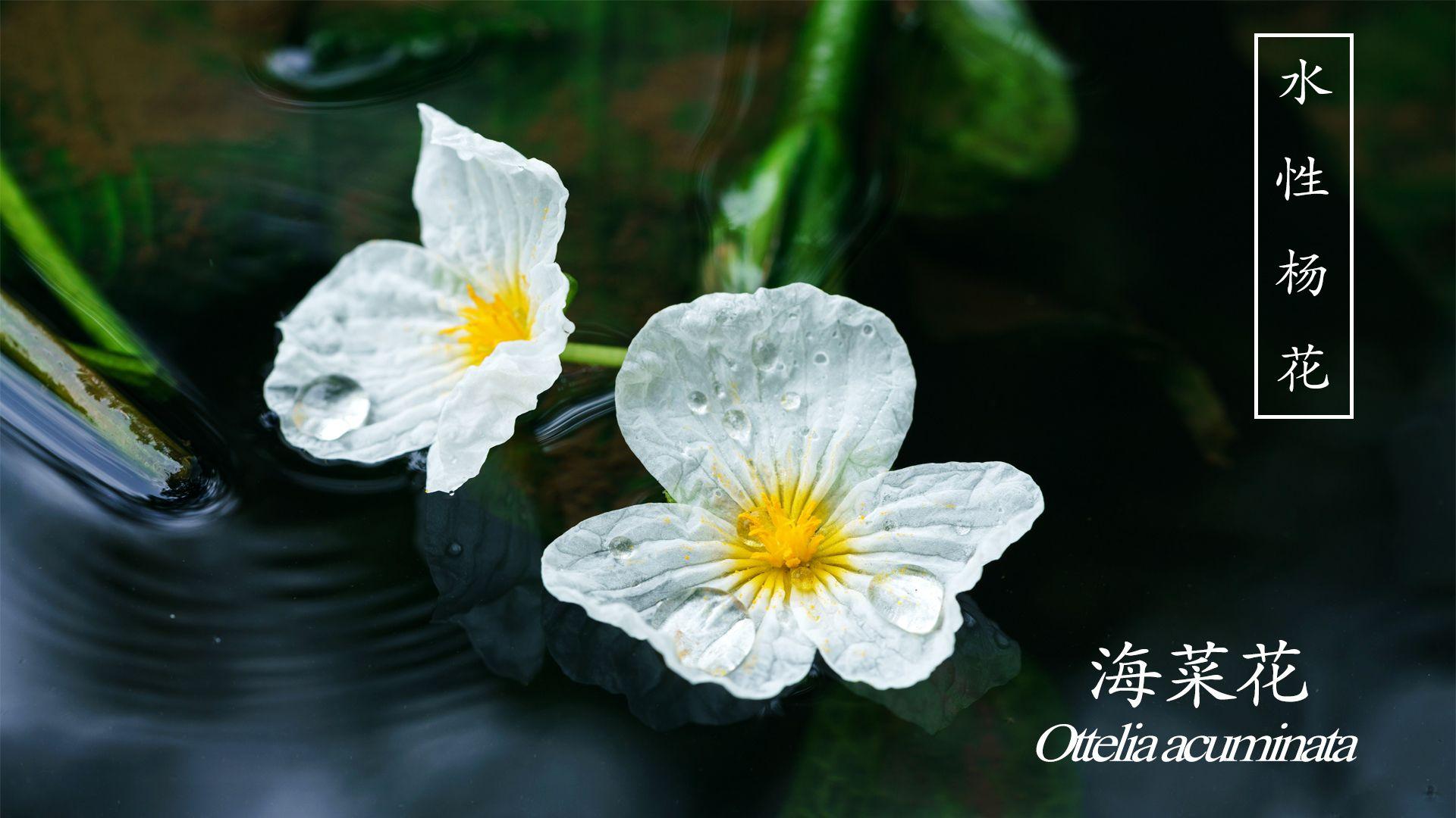 常见的水生昆虫-仰泳蝽